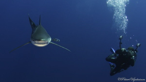 Blue shark and photographer. Azores. Canon 7D. Tokina 10-17. by Petteri Viljakainen 